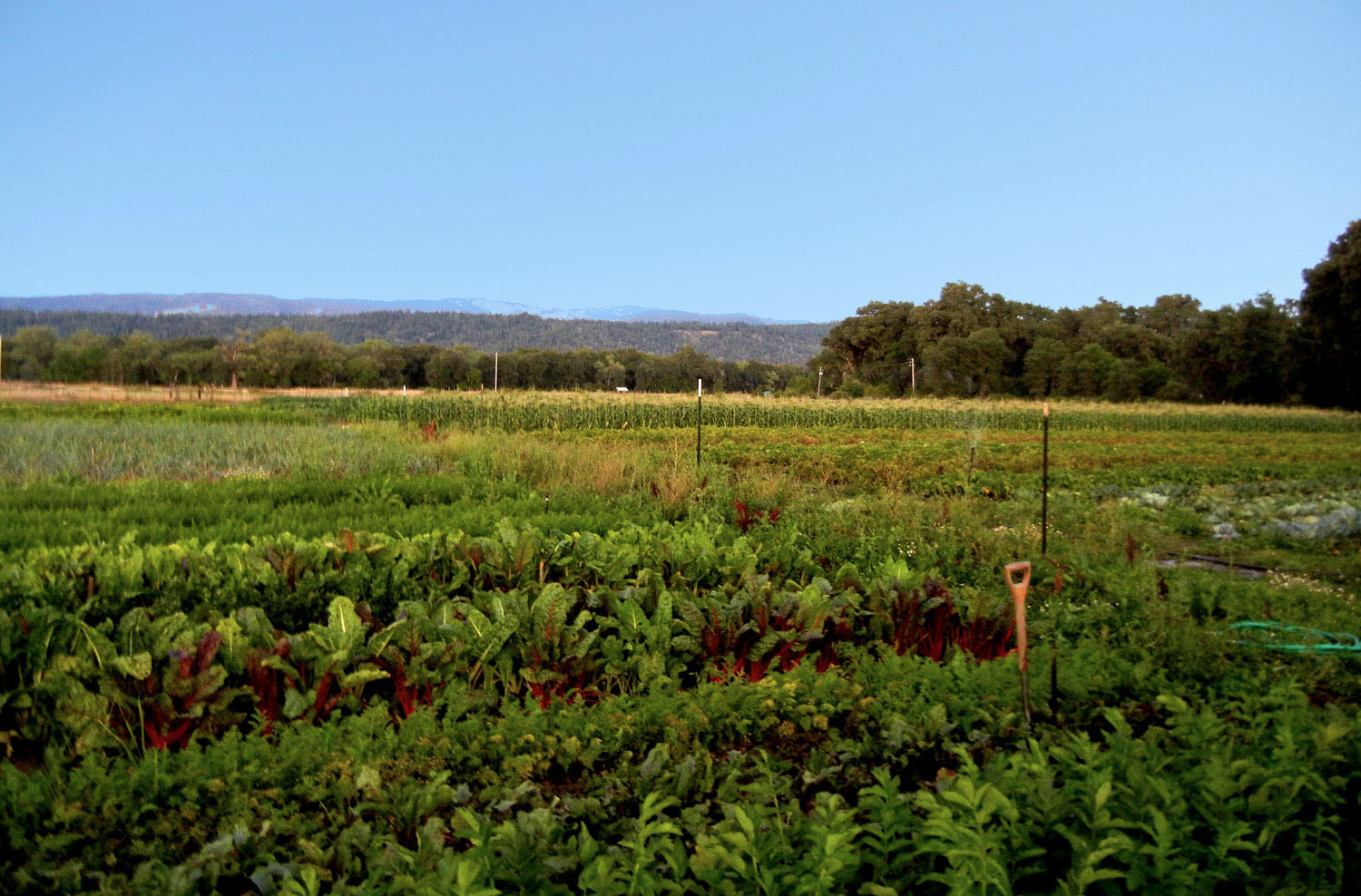 Live Power Community Farm