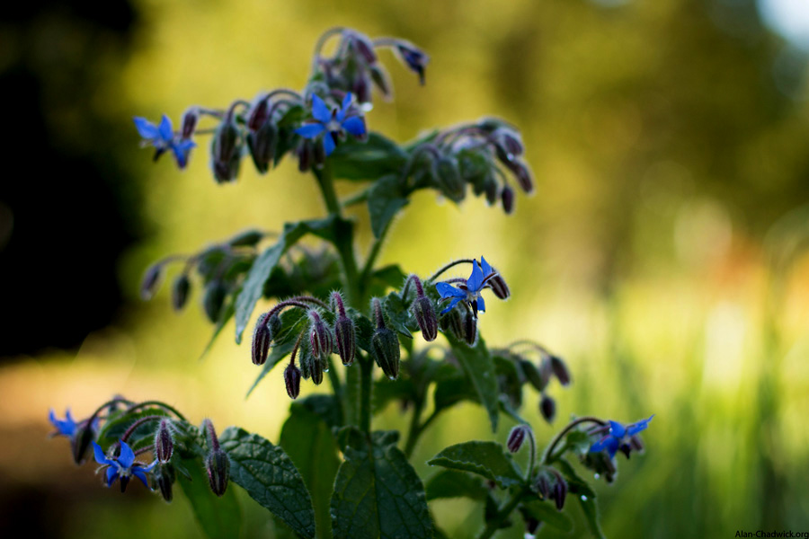 Borage