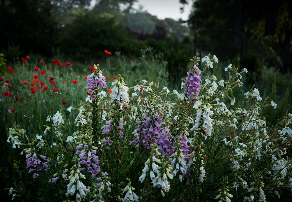 fox glove