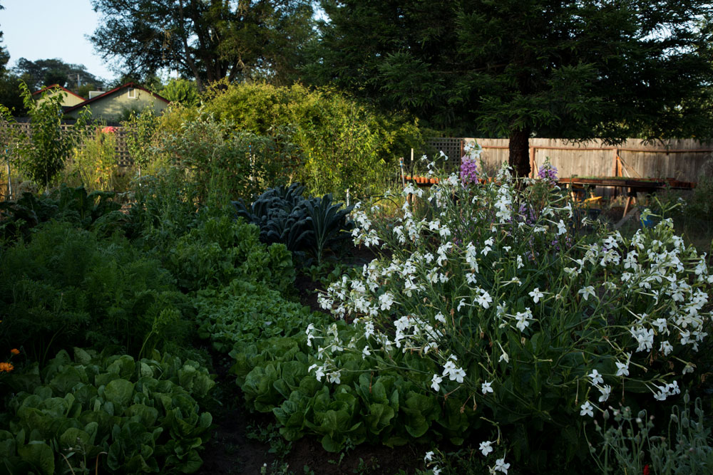 nicotiana