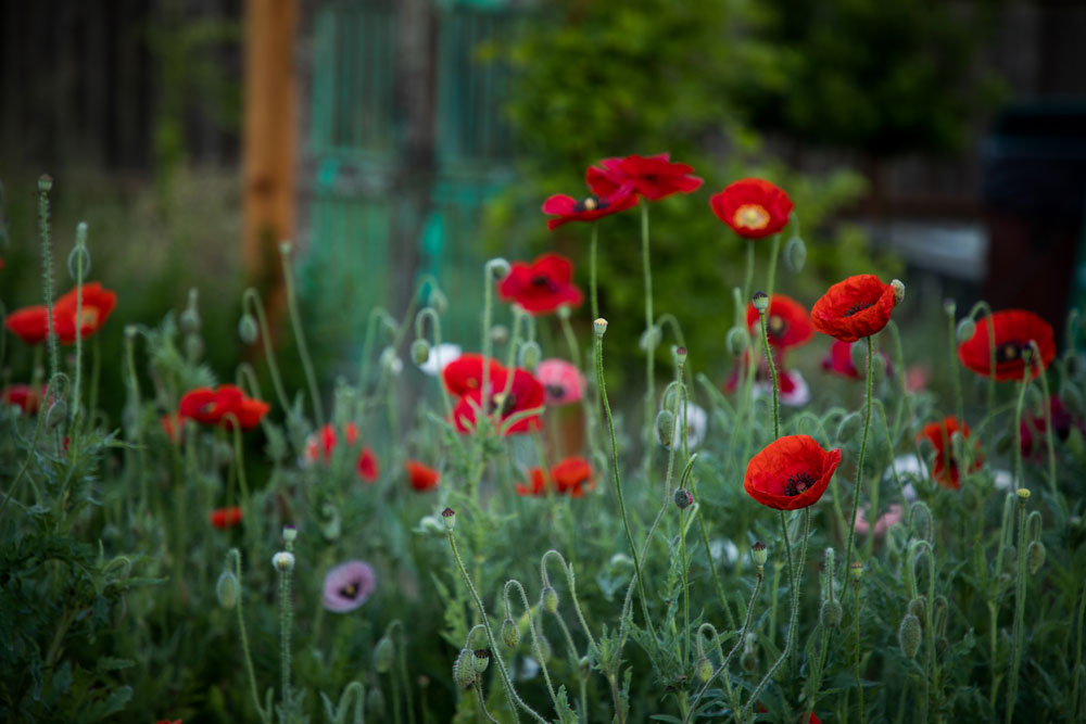 Poppies-1