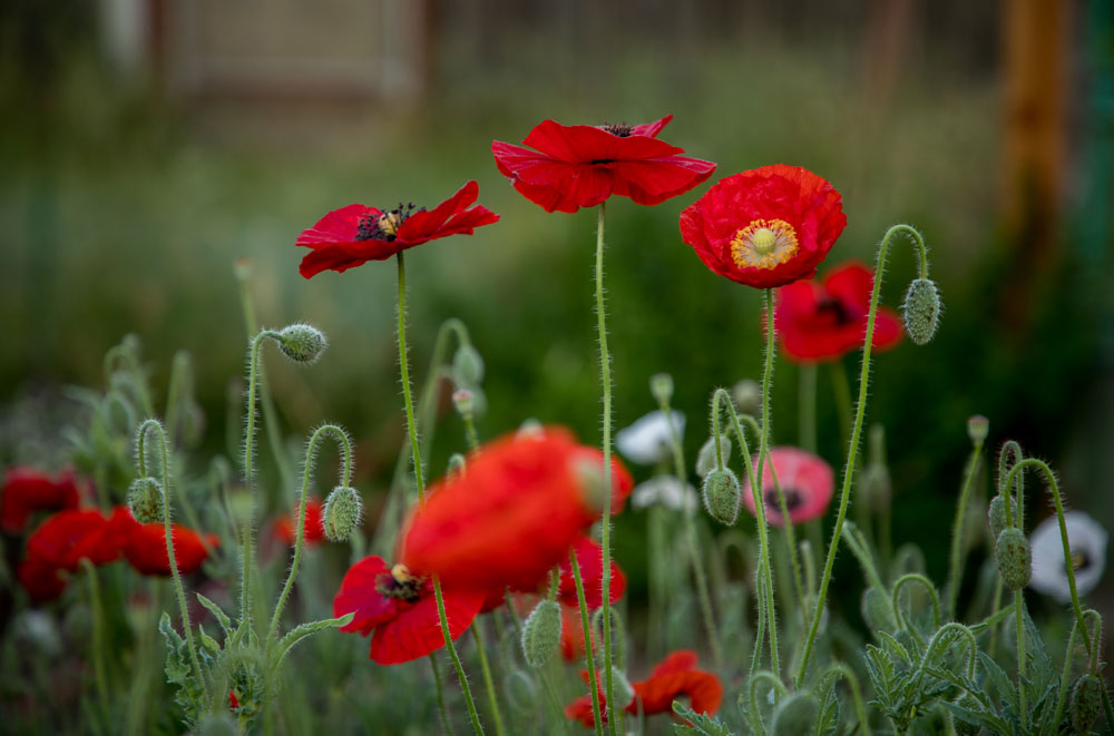 Poppies-2