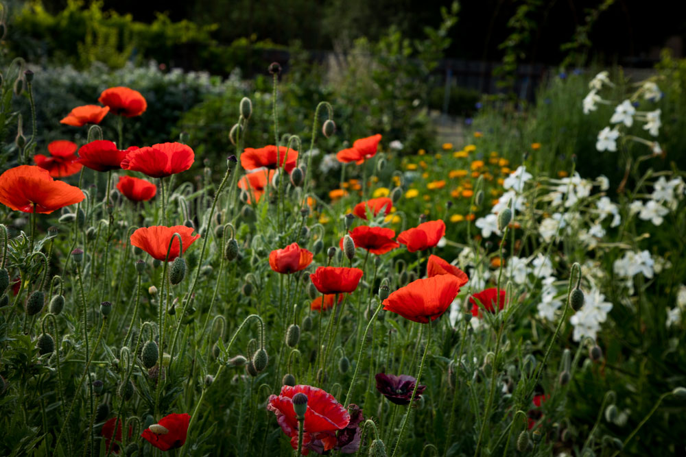 Poppies-3