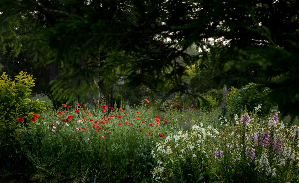 Garden in Sebastopol