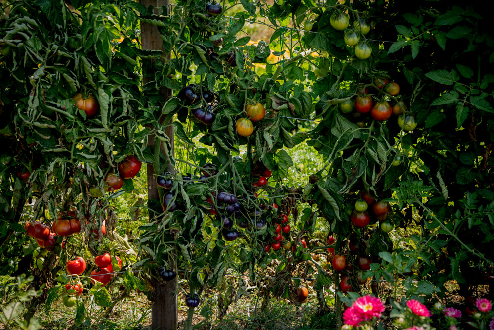 tomatoes