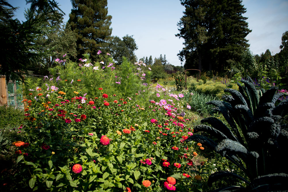 zinnias