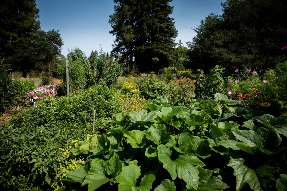 sebastopol garden