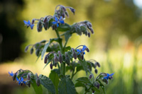 borage