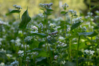 buckwheat grown accoriding to the Alan Chadwick method