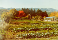 Alan Chadwick garden at Covelo, California