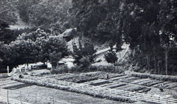 The Alan Chadwick garden at Green Gulch Farm, owned by the San Francisco Zen Center