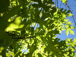 spring maple leaves