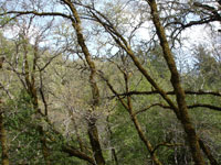 Trees in an Oak Forest