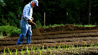 sowing cover crops