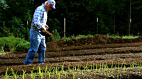 Sowing cover crops according to the Alan Chadwick method