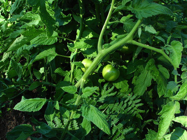 Tomato in early fruting stage