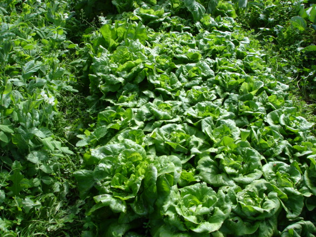 bibb lettuce 