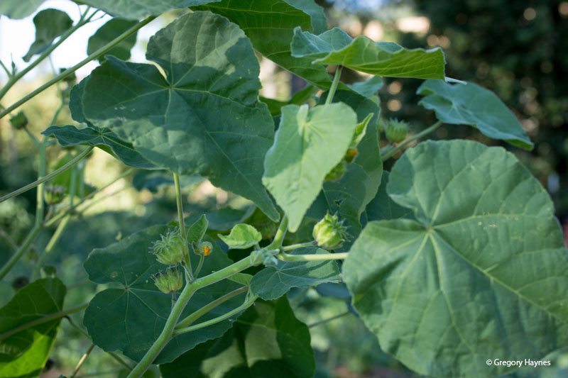 Unknown plant