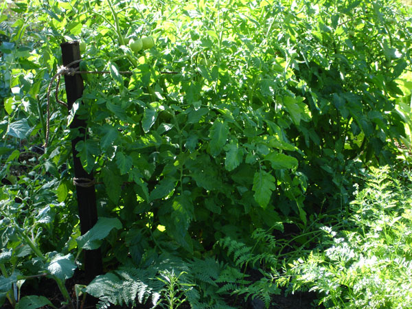 tomato plants grown according to the Alan Chadwick method