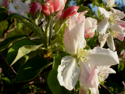 Apple Blossoms in the Orchard