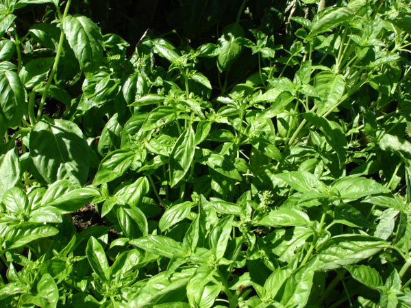 A patch of Sweet Basil in the garden is essential.