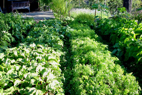 beets, carrots, and beans grown in the Chadwick method