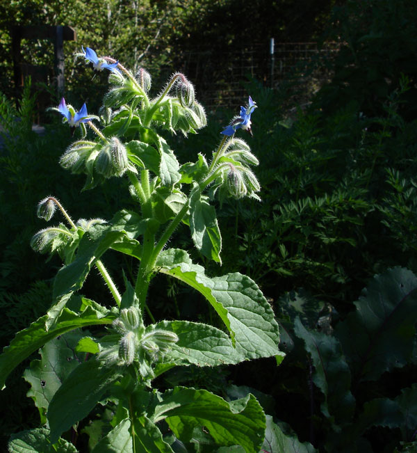 Borage