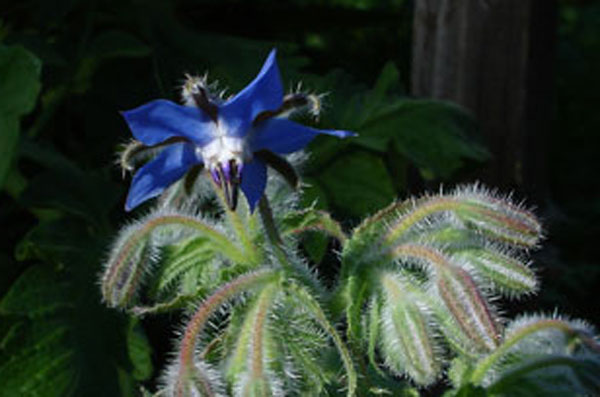 Borage (Borago Oficinalis)