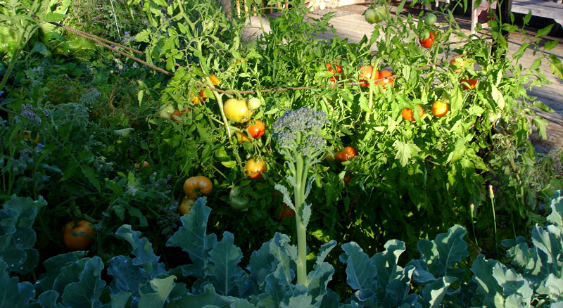 Broccoli heading up in the early fall