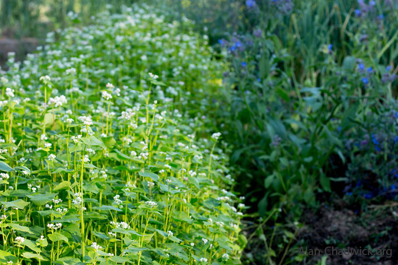 Buckwheat 1