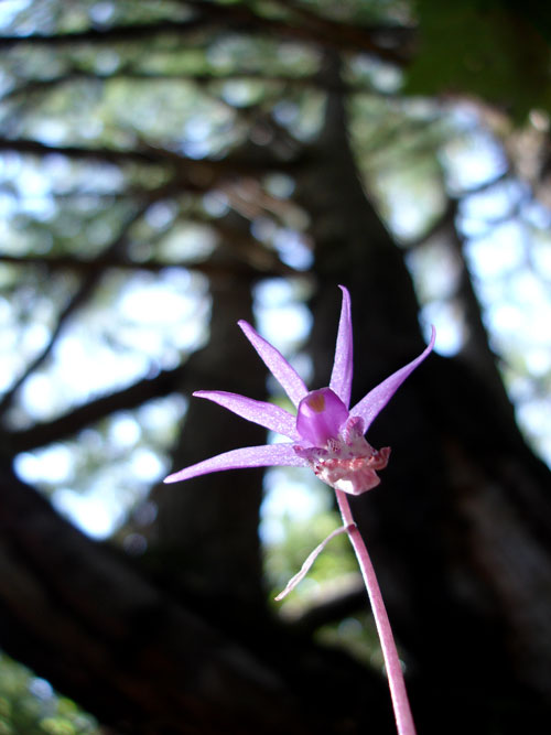 Calypso Orchid