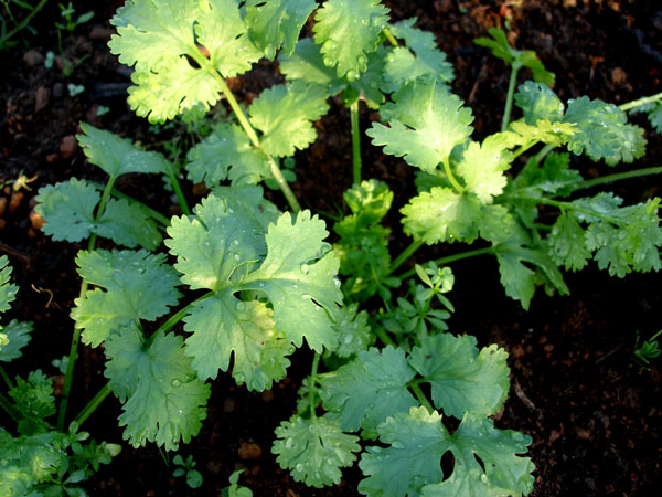 Cilantro, one of the most useful of culinary herbs