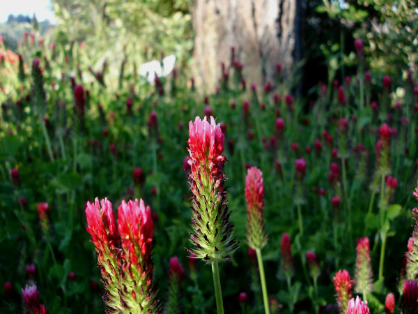 Crimson Clover