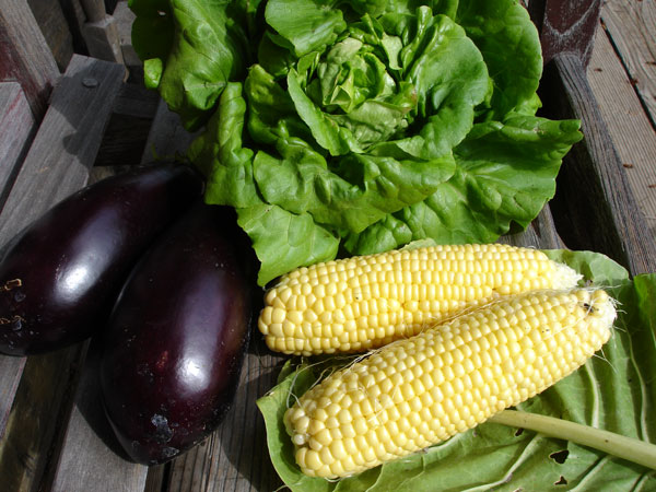 A head of bibb lettuce harvested at perfection