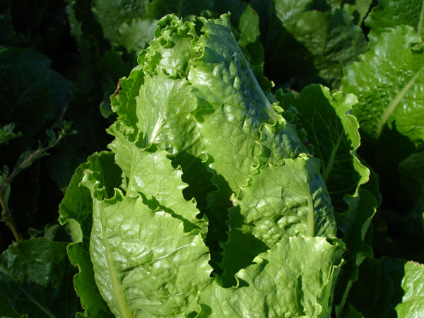 Cos Lettuce