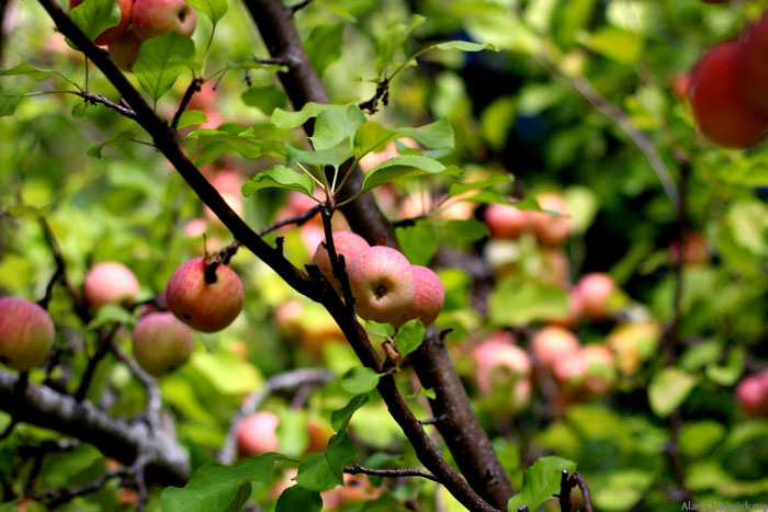 Fuji Apples, by Greg Haynes, 2015