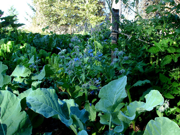 Broccoli in a garden gone to riot.