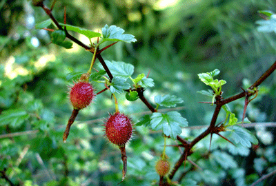 Gooseberry