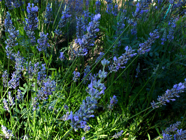 A profusion of lavender, detail of the flowers