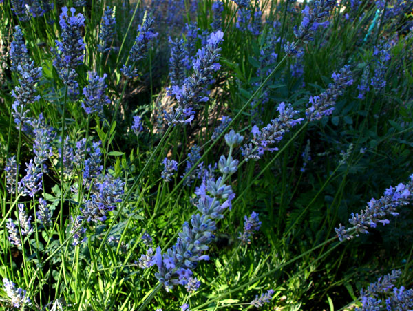 A profusion of lavender, detail of the flowers