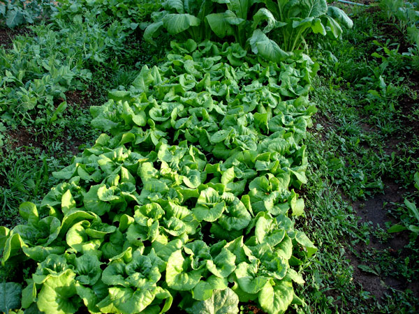 Bibb Lettuce in the French Intensive Biodynamic Vegetable Bed