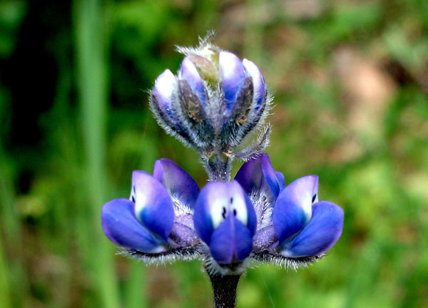 Lupine