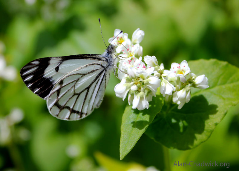 the marginalis butterfly on a buckwheat flower