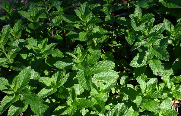 A bed of mint