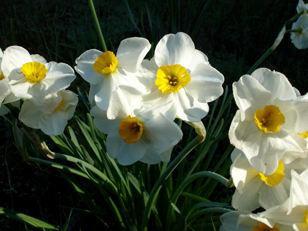 Narcissis