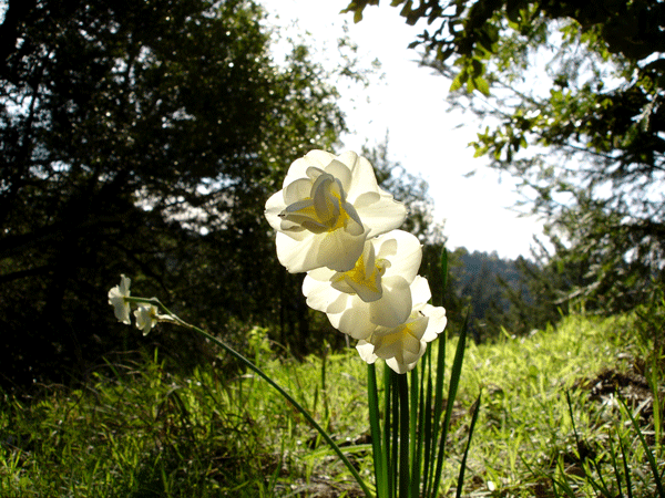 narcissus