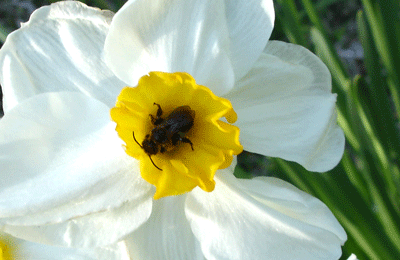 Narcissus Poeticus with Beatle