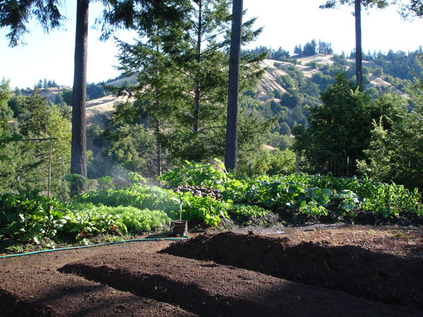 Newly dug garden beds according to the Chadwick, Biodynamic French Intensive method