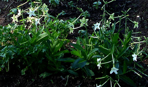 Nicotiana afinis