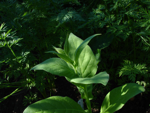 nicotiana affins